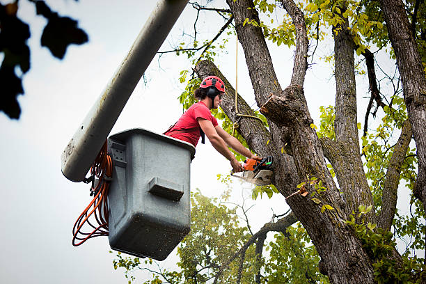 Best Palm Tree Trimming  in Isanti, MN